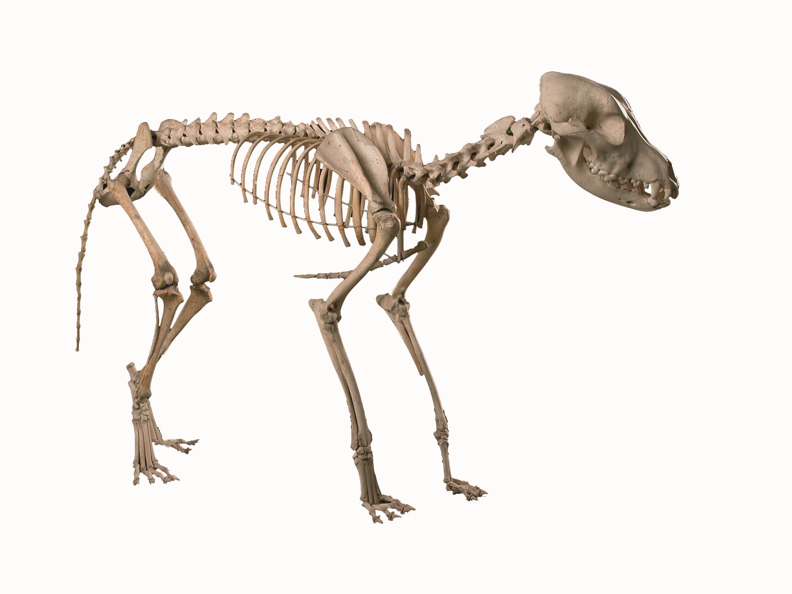 Dog Skeleton, assembled, middle size dog
