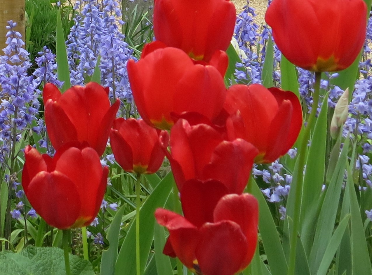 Spring flowers in the museum garden